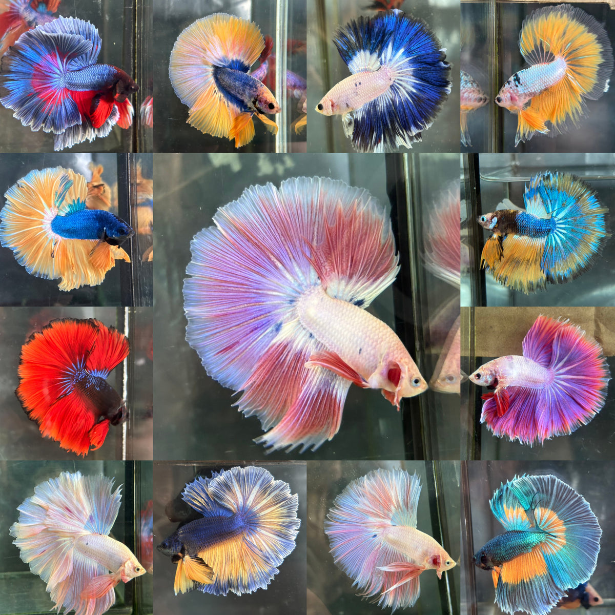 PATTERN/LIGHT COLOR/MUSTARD HALFMOON (CBM-1127)
