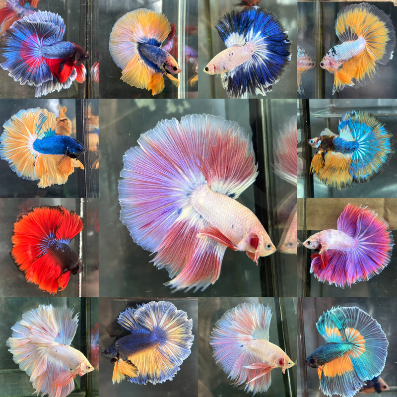 PATTERN/LIGHT COLOR/MUSTARD HALFMOON (CBM-1127)