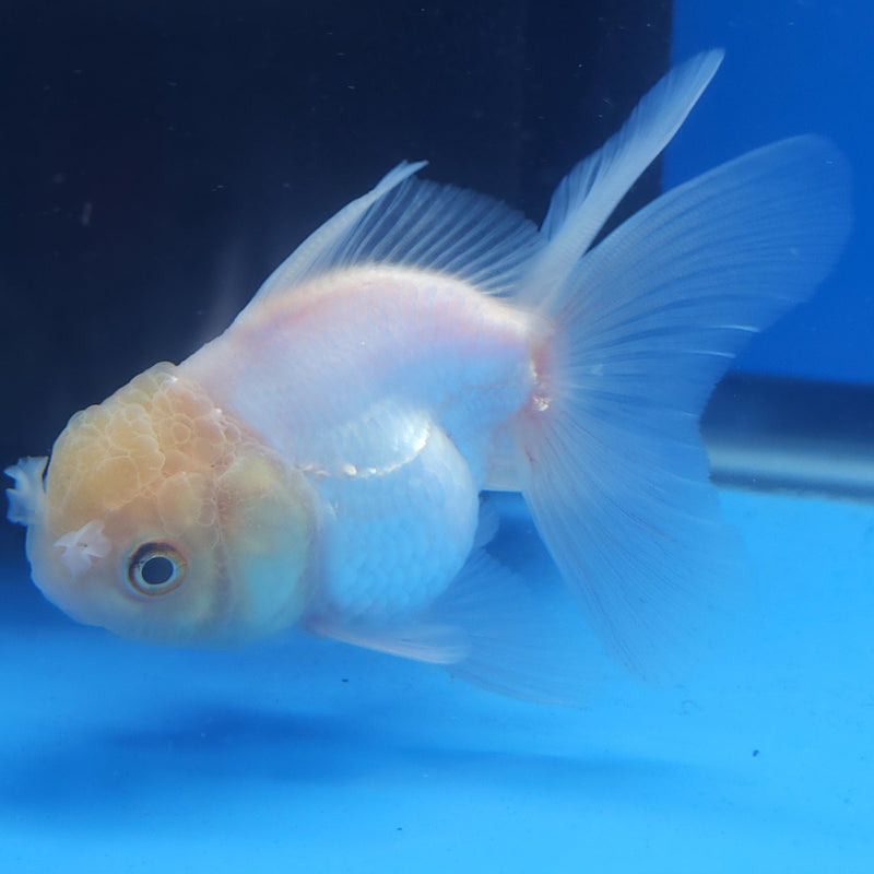 Thai Oranda White Lemonhead Platinum 2.5” Female (FEB-361)R3B20