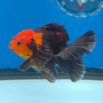 Thai Oranda Apache 2.5” Female(FEB-675)R3B01