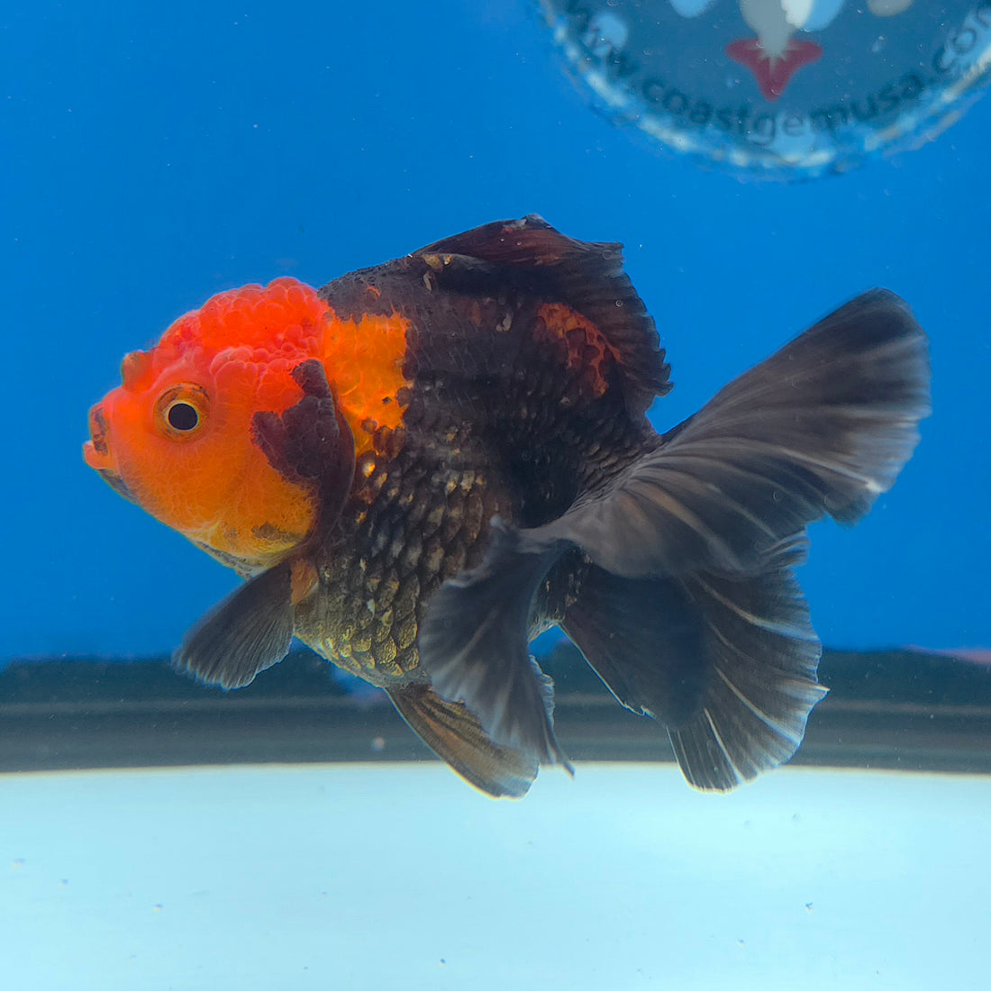 Thai Oranda Apache 2.5” Female(FEB-675)R3B01