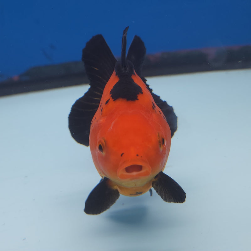 Thai Oranda Apache 3” Female (FEB-254)R3A04