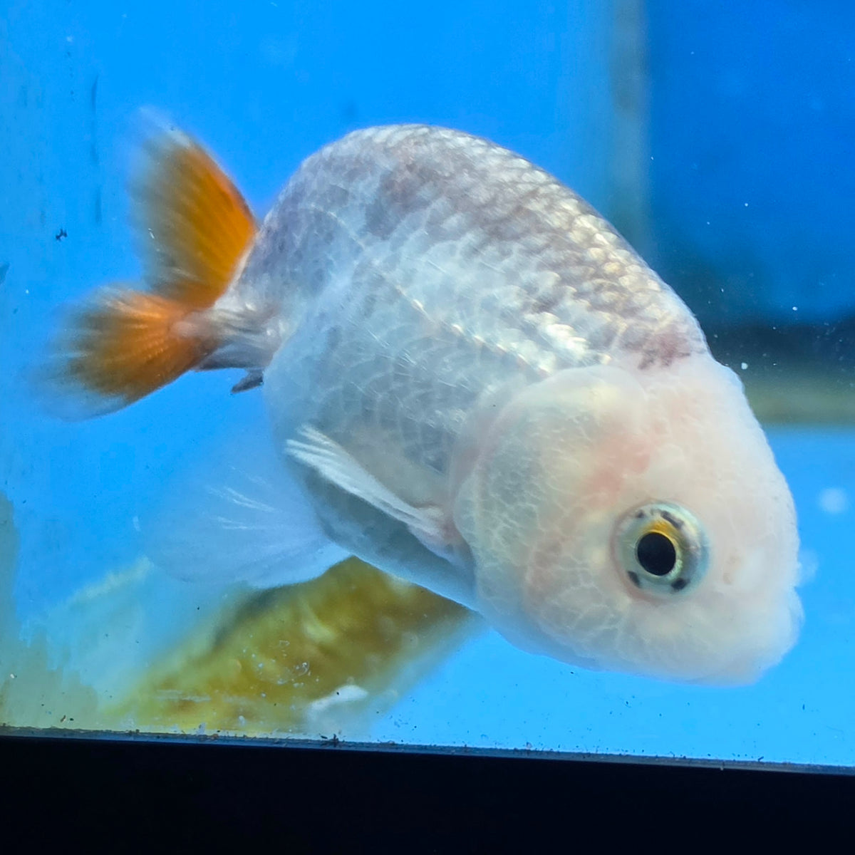 Thai Ranchu Red and White 2.00" Body Female (FEB-866)R2B02