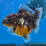 Thai Oranda Kirin Sakura Shogun Farm 3.2" Body male 6mths(FEB-579)R3B02