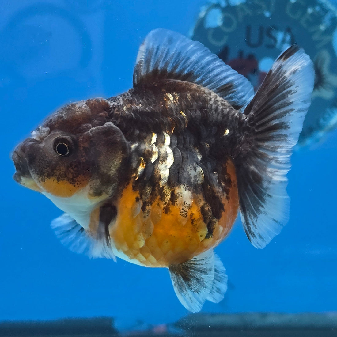 Thai Oranda Kirin Sakura Shogun Farm 3.2" Body male 6mths(FEB-579)R3B02