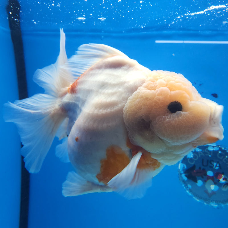 Thai Jumbo Red & White Sakura Orchid Tail Oranda by NK THAILAND 5.00 inch Body (NKT-FEB-373)