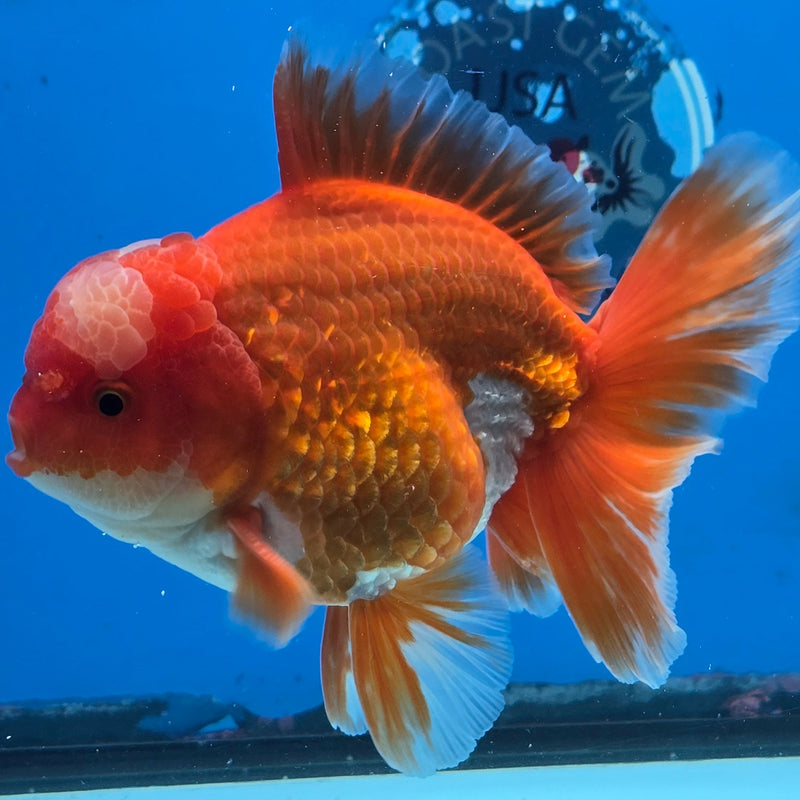 Thai Jumbo Red/White Oranda 4.5" Body Male Giant Breed (CRP-JO1080)BLUETUB2