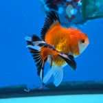 Thai Oranda Tri Color 3 in Body Female (FEB-521)R3A08