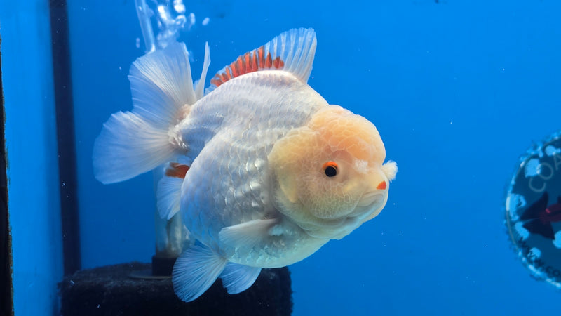 Thai Jumbo Giant Breed Red/White Oranda Yuanbao Female 4.50 inch Body (CRP-JO1063)BLUETUB2