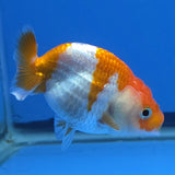Thai Ranchu 2.50" Body Female (FEB-815)R2B05