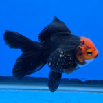 Thai Oranda Red Cap Black 2.75" Body Female (FEB-743)R2B01