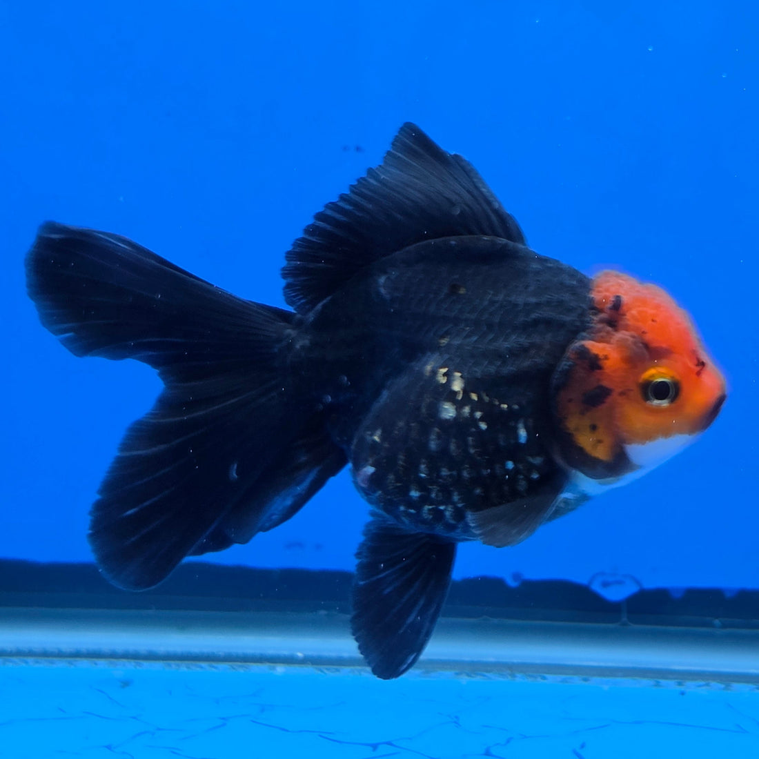 Thai Oranda Red Cap Black 2.75" Body Female (FEB-743)R2B01