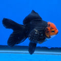 Thai Oranda Red Cap Black 2.75" Body Female (FEB-743)R2B01