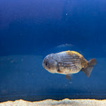 Thai Ranchu Silver Gold  Body 3in Female (FEB-492)