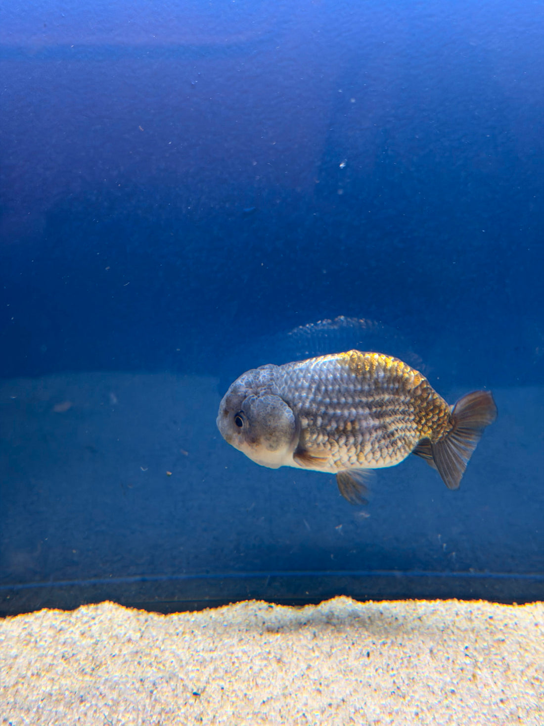 Thai Ranchu Silver Gold  Body 3in Female (FEB-492)