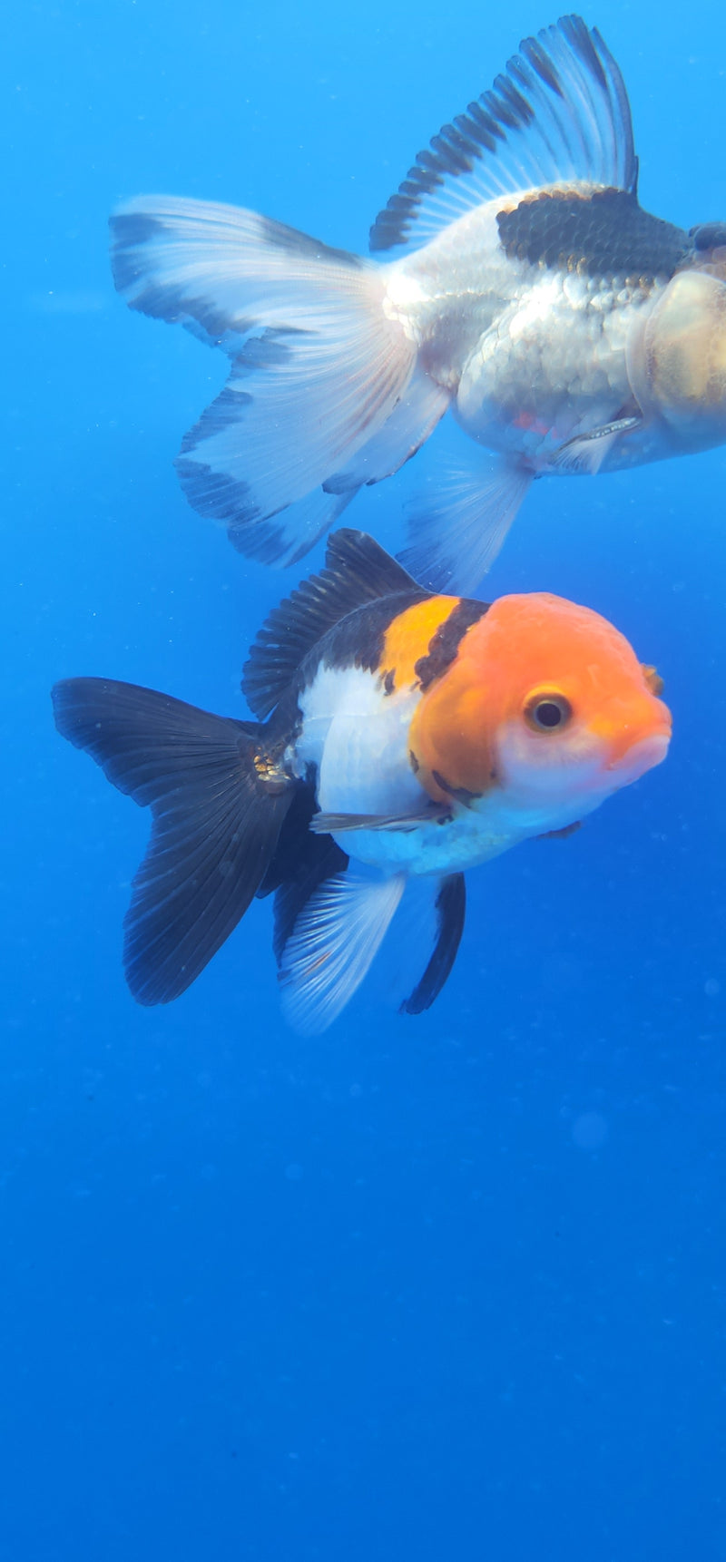 Thai Oranda Red & White Tri-Color 2.5 F (FEB-186)R3A06