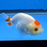 Thai Ranchu Tancho Dragon Scale 2.50" Body Female (FEB-811)R2B05