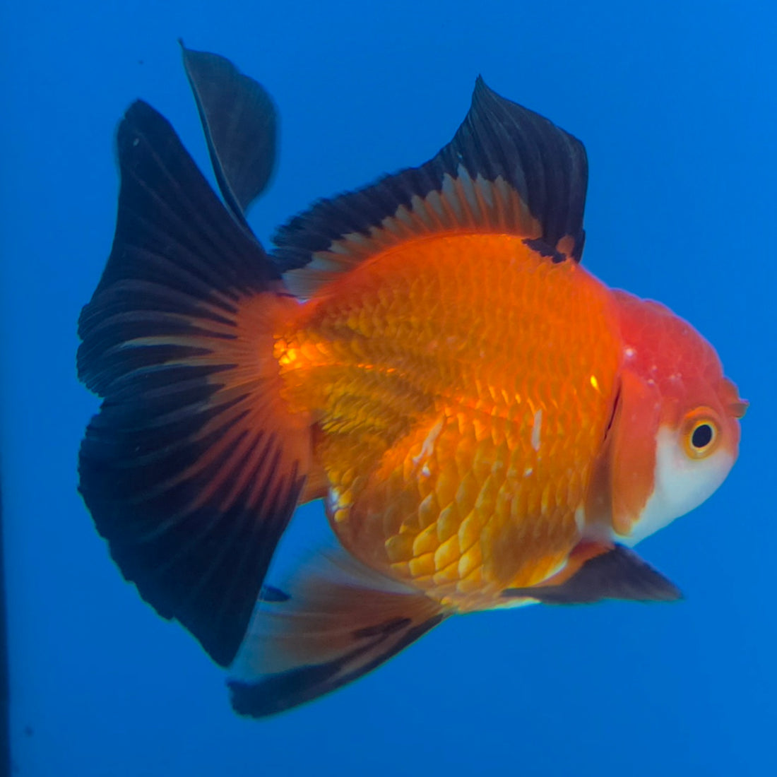 Thai Oranda Jumbo Breed Apache 3.5" Body Female (FEB-606)