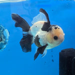 Thai Oranda Panda 4" Body male 9mths(FEB-570)R3A01