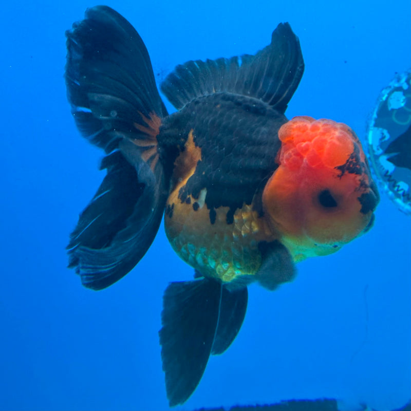 Thai Oranda Apache Male 3.5 in (FEB-454)BLUETUBA