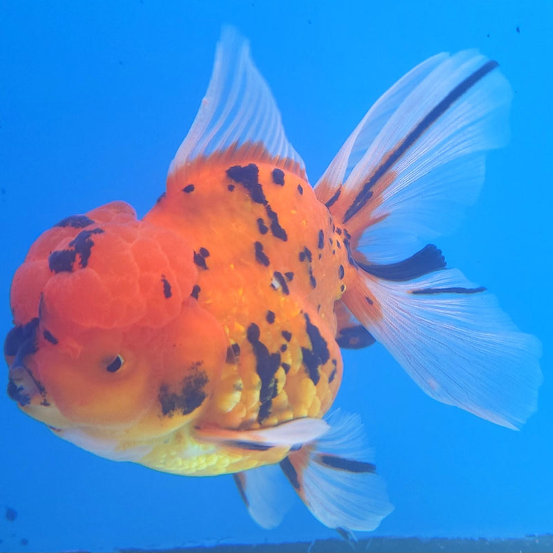 Thai Oranda Tiger JUMBO  4.5” Body Male(FEB-378)R2A08