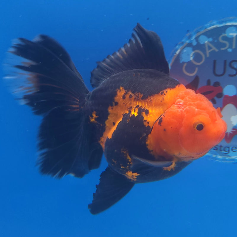 Thai Jumbo Oranda Apache 5in Female (FEB-220)BLUETUB2