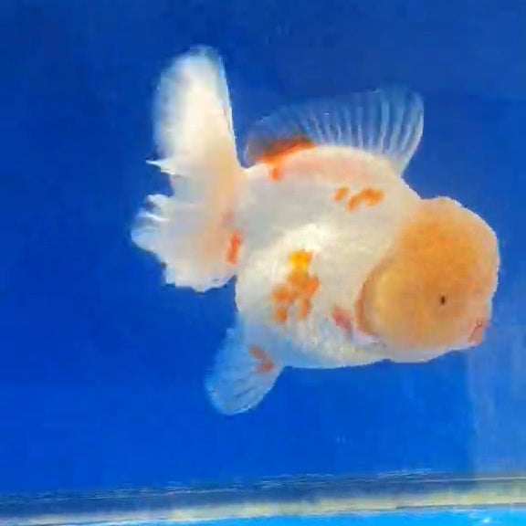 Thai Jumbo Red/White Orchid Tail Oranda 4.50” Body (CRP-JO1145)