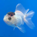 Thai Oranda Black Cap Panda 2in Female (FEB-552)R3B17