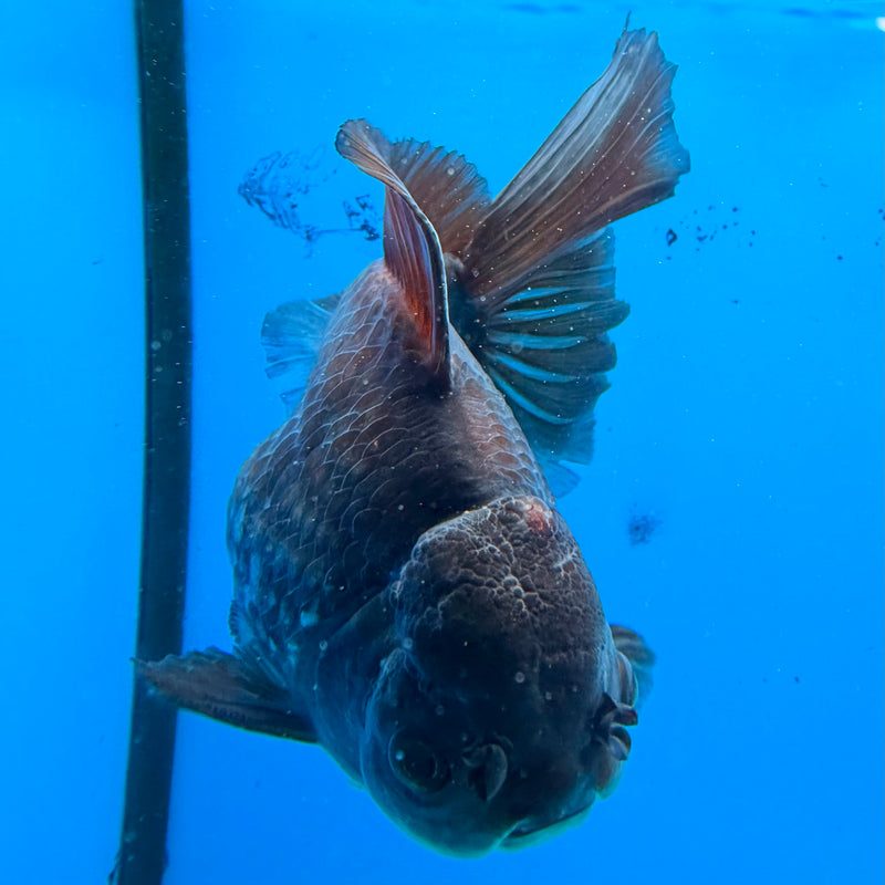 Thai Oranda Black Copper 4in Female (FEB-424)R2A01