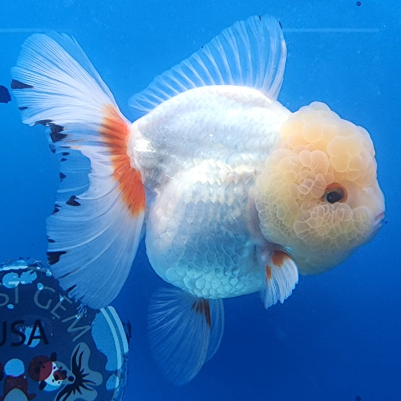 Thai Oranda JUMBO Lemon Head Red/White 4” Body Female(CK-1433)BLUETUB2