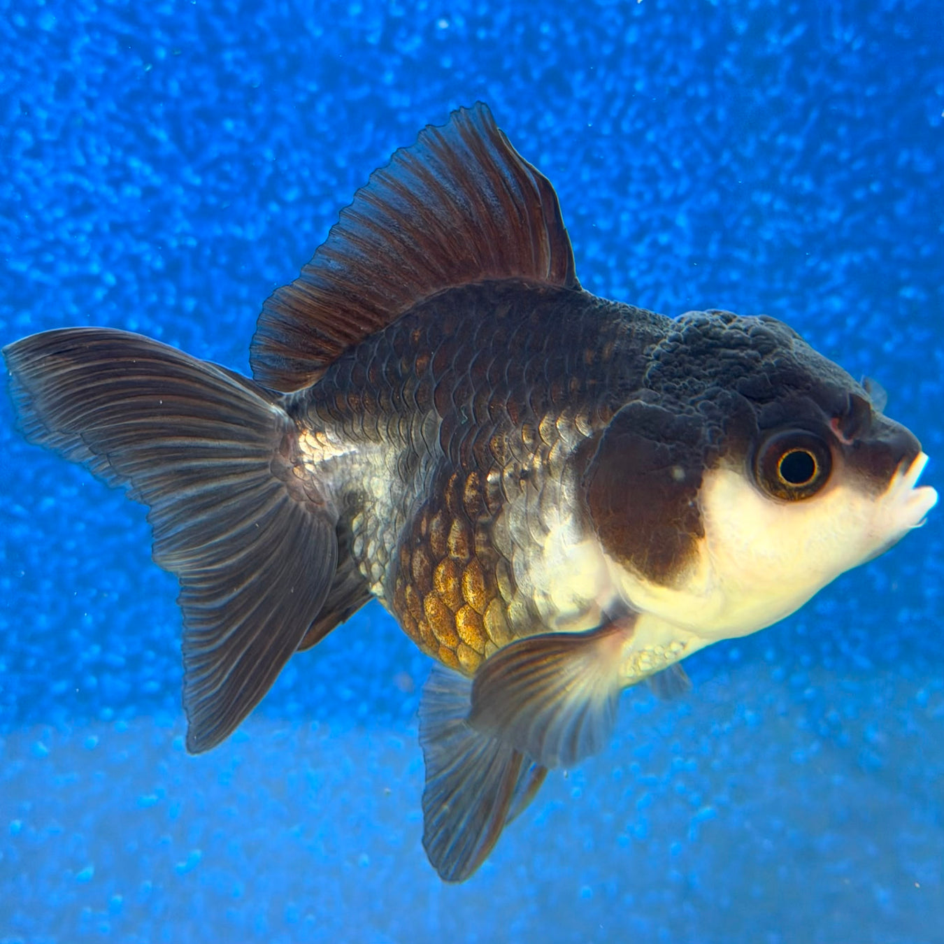 Small Goldfish - What you See is What You Get