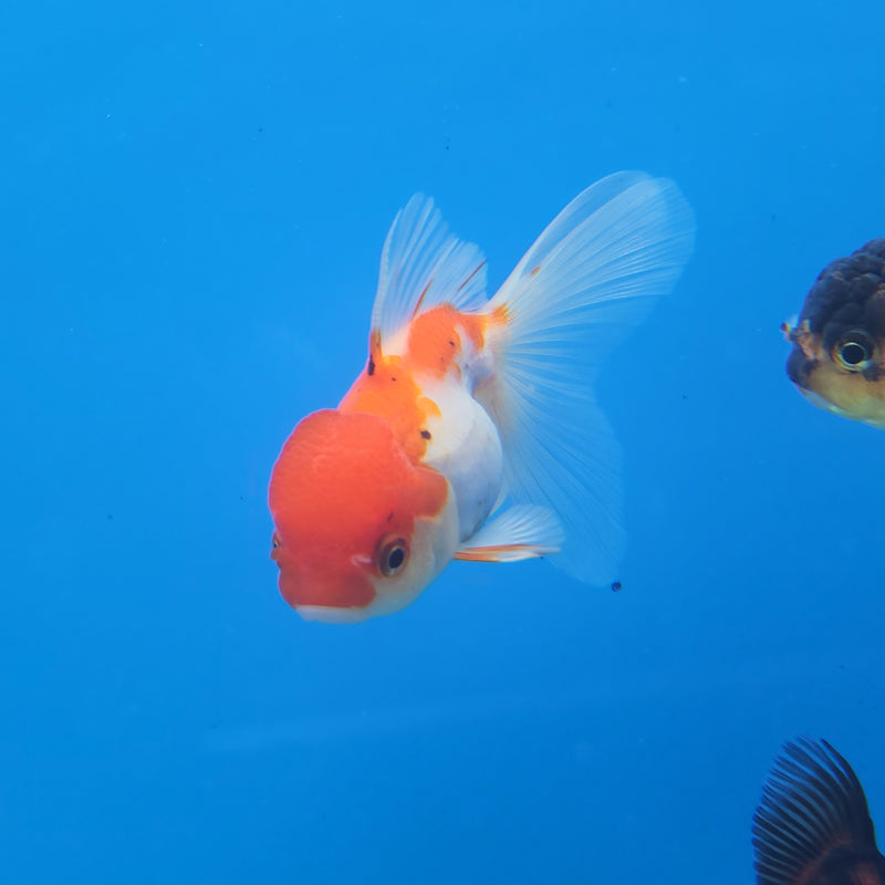 Thai Oranda Red & White  2.5 F (FEB-179)R3A07