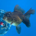 Thai Oranda Tri-Color 2.5” Male(FEB-632)R3B15
