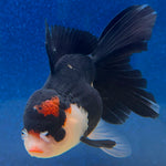 Thai Oranda Panda Female 3.5in (FEB-507)R2B18