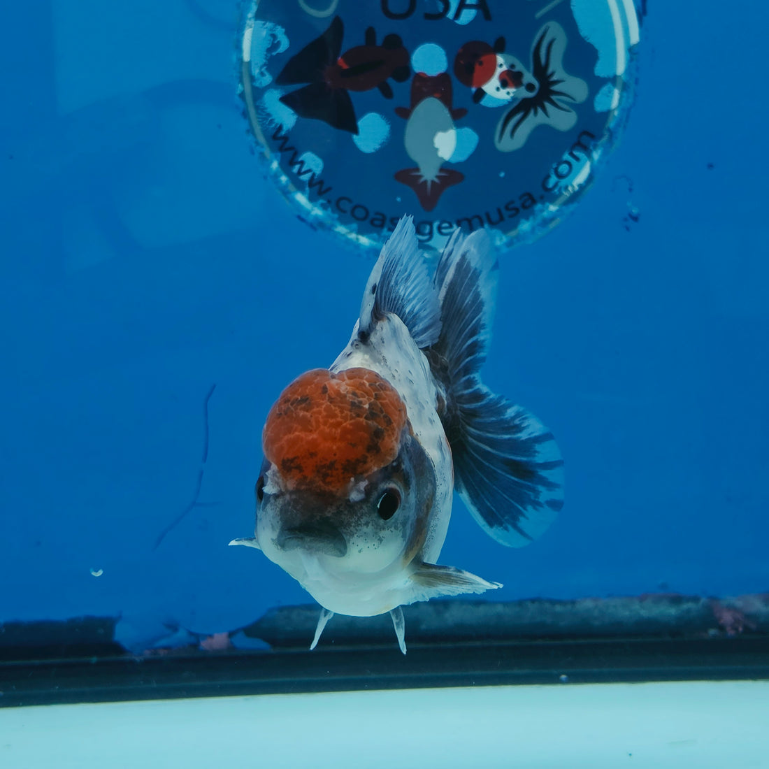 Thai Oranda Blue Calico Shogun Farm 3.5" Body Female 8mths(FEB-557)R3A02