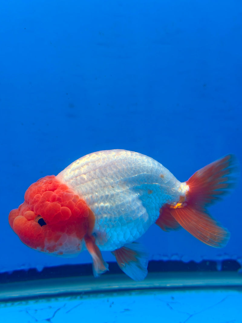 Thai Red & White Ranchu 4” Body Female(FEB-405) BLUETUBD