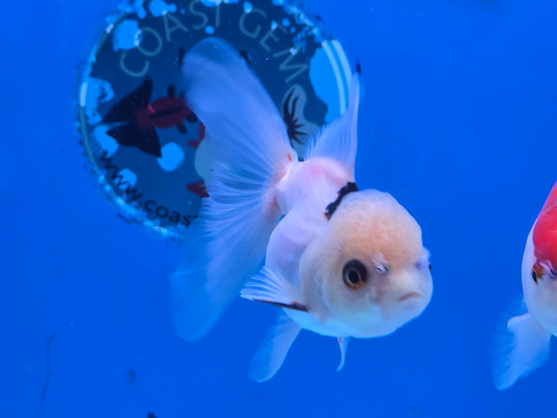 Thai Lemon Head Tri Color Oranda 2.50 inch Body Male (NNN-2070)R4B01