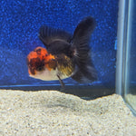 Thai Oranda Apache 2.3” Female(FEB-655)R3B21