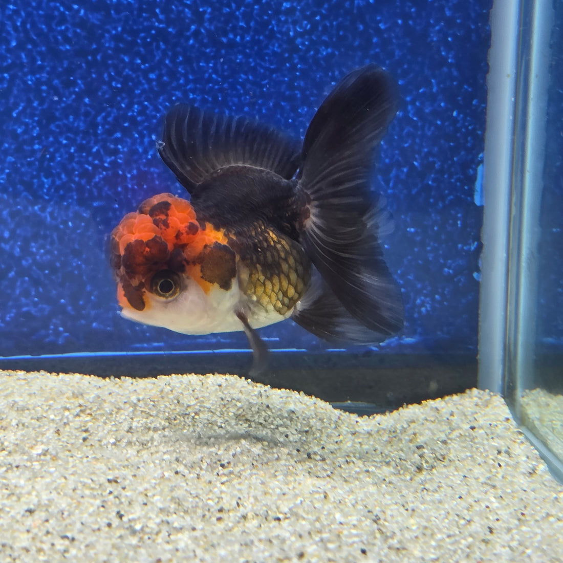 Thai Oranda Apache 2.3” Female(FEB-655)R3B21