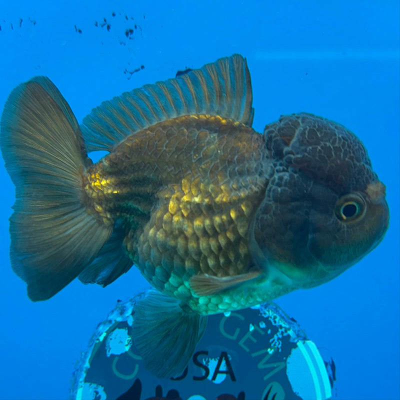 Thai Oranda Copper 3.5" Female(FEB-427)R2B01