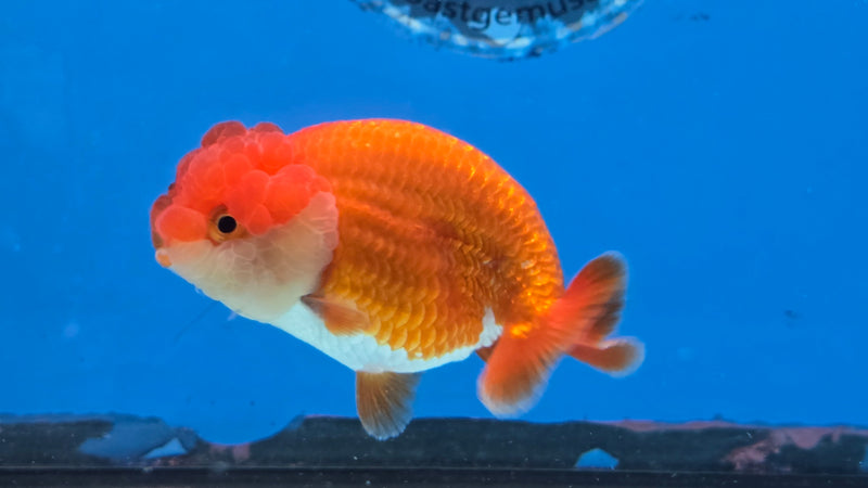Thai Red/White Lionchu Ranchu 3.00 inch Body Male (NNN-2088)R4C08