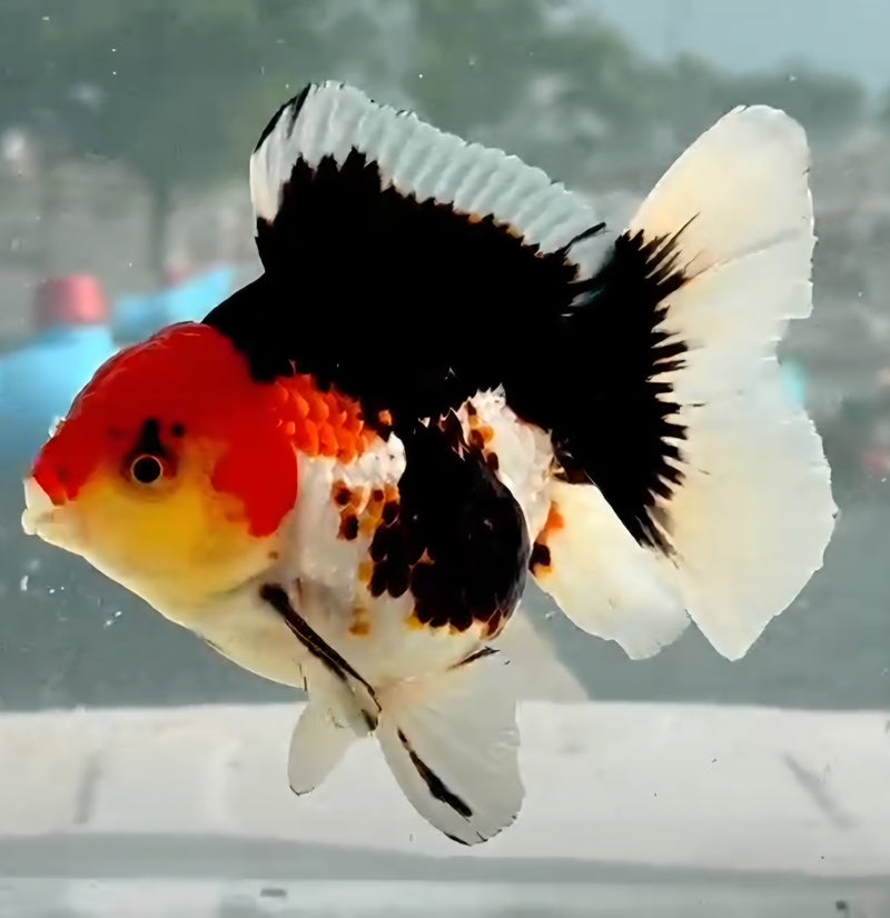 Thai Jumbo Red Cap Tri-Color Butterfly Oranda Yuanbao 4.00 inch Body (QGF-JO1204)Showtank