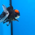Thai Oranda Red Cap Panda Color 3 in Body Male (FEB-534)R3A03