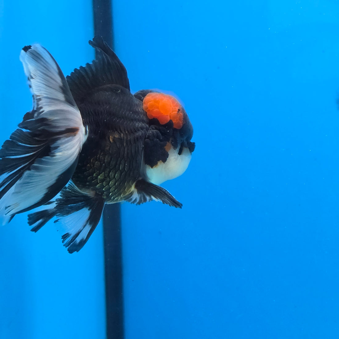 Thai Oranda Red Cap Panda Color 3 in Body Male (FEB-534)R3A03