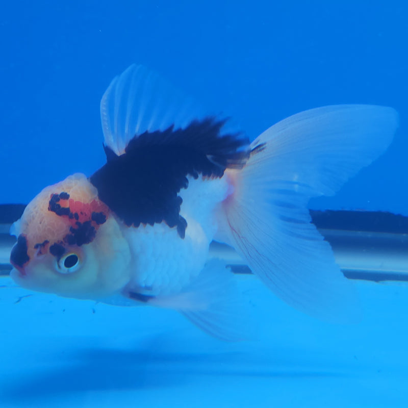 Thai Oranda Panda Tri-Color 2.5in Female (FEB-203)R3B06