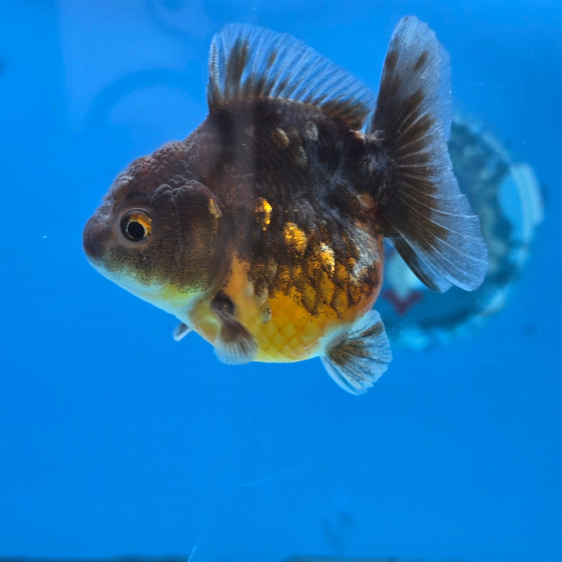 Thai Oranda Bronze Sakura Shogun Farm 2.8" Body Female 6mths(FEB-577)R3B02