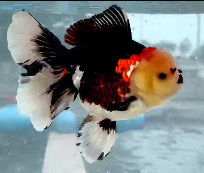 Thai Jumbo Lemon Head Tri-Color Oranda Yuanbao 4.50 inch Body (QGF-JO1207)Showtank