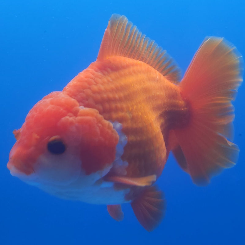 Thai Jumbo Oranda Red & White 4in Female (FEB-232)BLUETUB1