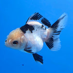 Thai Oranda Lemon Head Panda Jumbo Breed 2.8" Body Female 6mths(FEB-540)R3B21