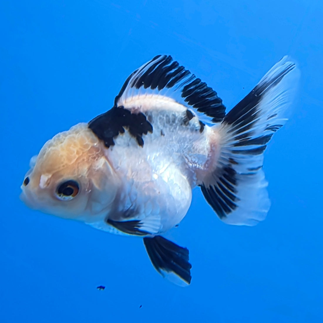 Thai Oranda Lemon Head Panda Jumbo Breed 2.8" Body Female 6mths(FEB-540)R3B21